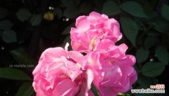 传递情感的美丽使者——蔷薇的花语 蔷薇花语