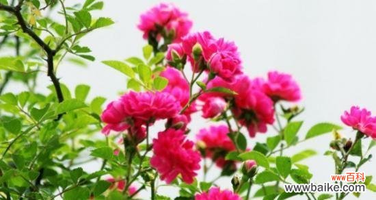 蔷薇花语的深层寓意与应用 蔷薇花语的意义与传承