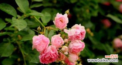 蔷薇花语的深层寓意与应用 蔷薇花语的意义与传承