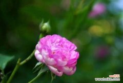 蔷薇花语的深层寓意与应用 蔷薇花语的意义与传承