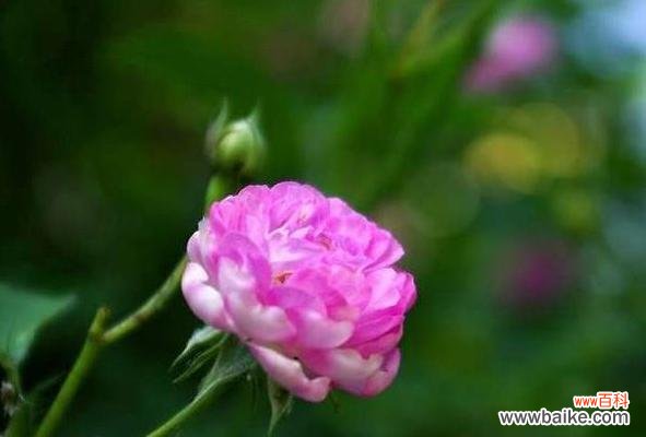 蔷薇花语的深层寓意与应用 蔷薇花语的意义与传承