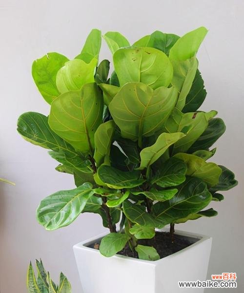 以琴叶榕的寓意探索生命的坚韧与蓬勃 琴叶榕