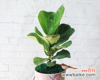 以琴叶榕的寓意探索生命的坚韧与蓬勃 琴叶榕