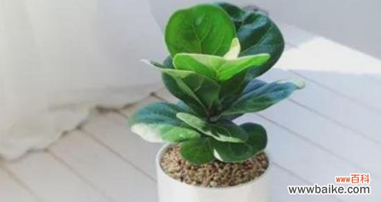 以琴叶榕的寓意探索生命的坚韧与蓬勃 琴叶榕