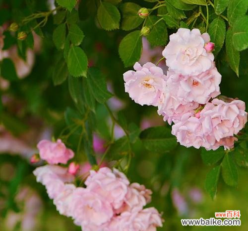 探索蔷薇花所代表的爱情 蔷薇花的寓意与象征意义