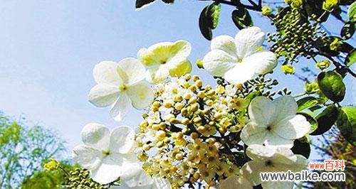 用鲜花传递情感 以琼花花语