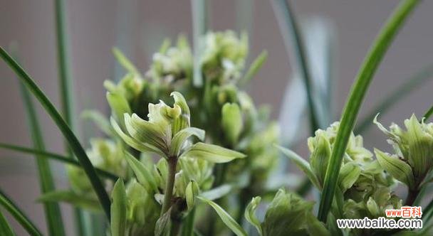 香气四溢 兰花的花语与象征意义