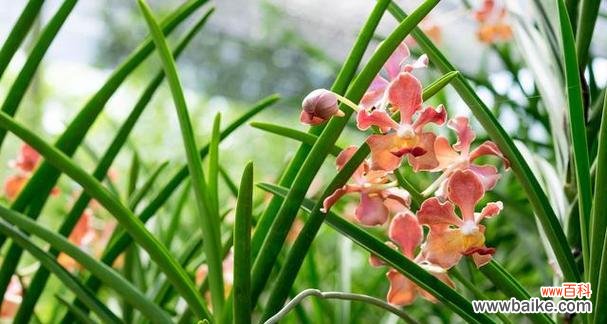 香气四溢 兰花的花语与象征意义