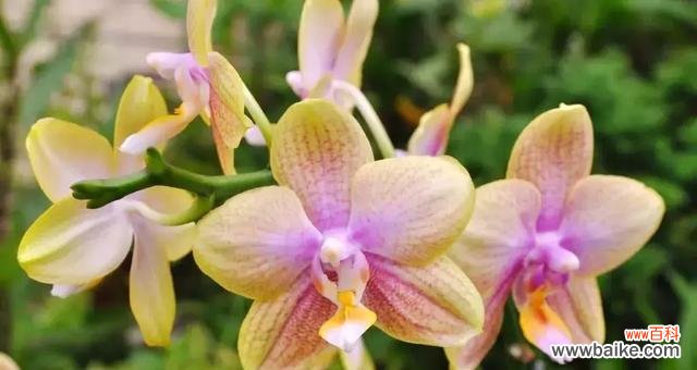 香气四溢 兰花的花语与象征意义