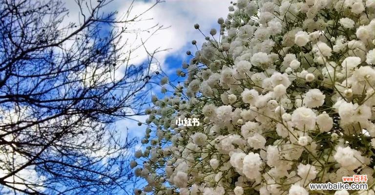 蓝色满天星的花语和象征意义 蓝色满天星,花开寓意深远