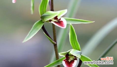 探寻兰花开花背后的含义 兰花开花的意义及预示