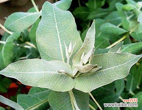 揭示以蓝桉的花语及美丽盛放的模样 以蓝桉的花语及其开花形态