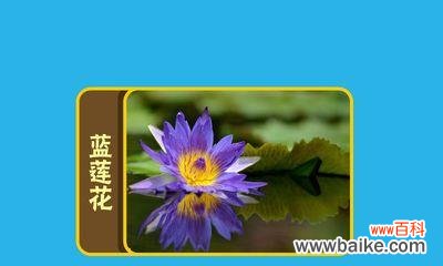 探寻蓝莲花的深层含义 蓝莲花