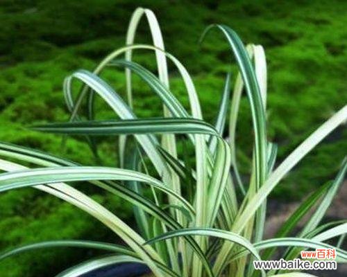 探寻蓝莲花的深层含义 蓝莲花