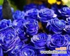 探寻蓝玫瑰花的神秘之谜 以蓝玫瑰花代表什么花语