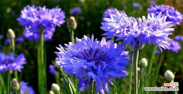 探寻蓝色菊花的象征与内涵 蓝色菊花的花语与寓意
