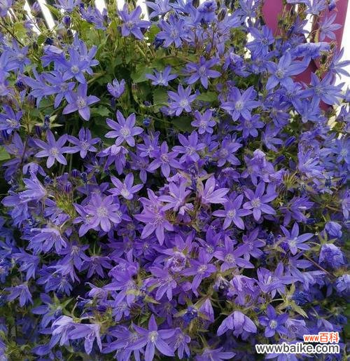 探寻蓝色菊花的象征与内涵 蓝色菊花的花语与寓意