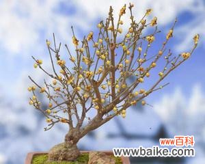 腊梅花在风水学中的重要地位及蓝色腊梅的神秘象征 以蓝色腊梅的象征风水及寓意探析