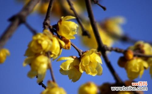腊梅花在风水学中的重要地位及蓝色腊梅的神秘象征 以蓝色腊梅的象征风水及寓意探析