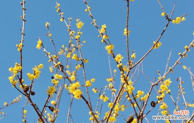 腊梅花在风水学中的重要地位及蓝色腊梅的神秘象征 以蓝色腊梅的象征风水及寓意探析