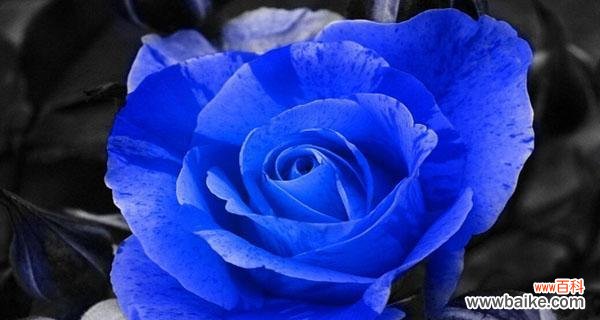 追求不可能的爱情之象征-蓝玫瑰的传说和象征意义 蓝玫瑰的花语及代表意义