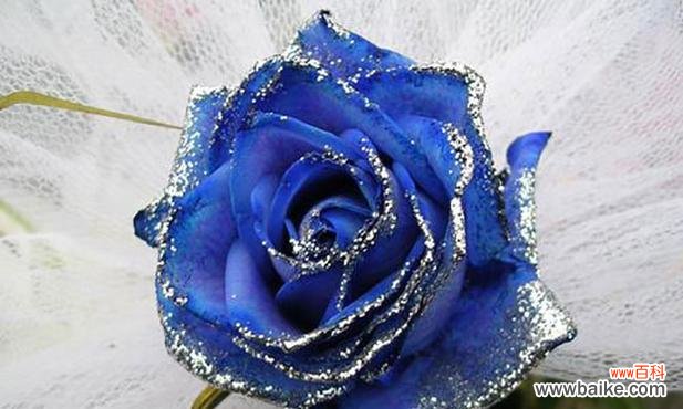 追求不可能的爱情之象征-蓝玫瑰的传说和象征意义 蓝玫瑰的花语及代表意义