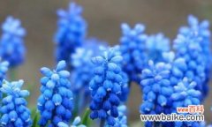 风信子花语的神秘与美丽 蓝色风信子花语及代表意义