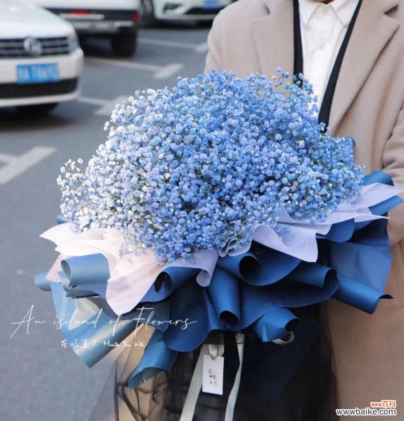 探究蓝色满天星花的象征意义与文化内涵 蓝色满天星的花语与寓意