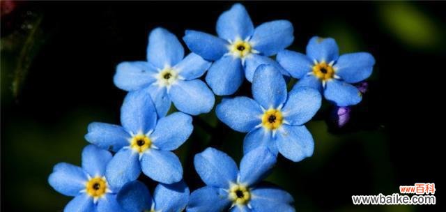 探究蓝色满天星花的象征意义与文化内涵 蓝色满天星的花语与寓意