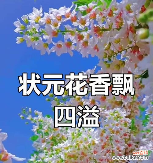 花的气味颜色其他寓意和象征是什么?