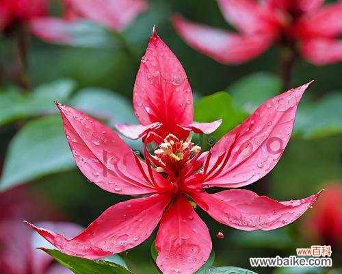 花的气味颜色其他寓意和象征是什么?