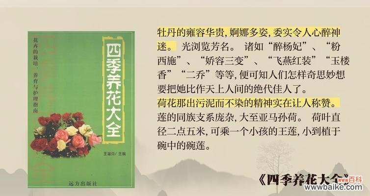 送长辈的花寓意好吗？