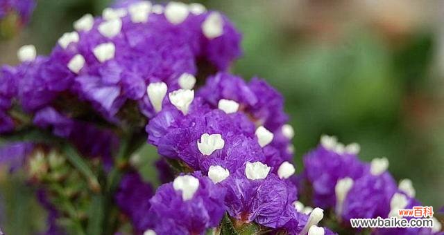 以勿忘我为暗示的深意与启示 勿忘我,永恒的回忆