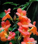 凌霄花的美丽与神秘 凌霄花的花语与意义