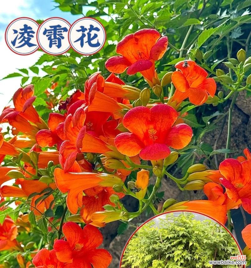 凌霄花的美丽与神秘 凌霄花的花语与意义