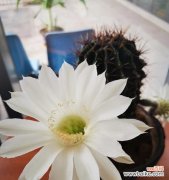 探寻仙人掌开花的象征意义和生命哲理 仙人掌开花的寓意