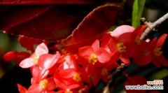 探究秋海棠花的含义与象征 秋海棠花语