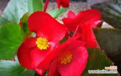 探索秋海棠的花语传递与深层意义 秋海棠花语与寓意解读