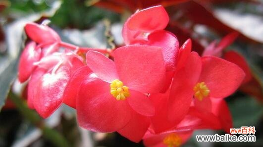 传递无尽思念的花语——秋海棠的美丽与哀愁 秋海棠的花语及其寓意