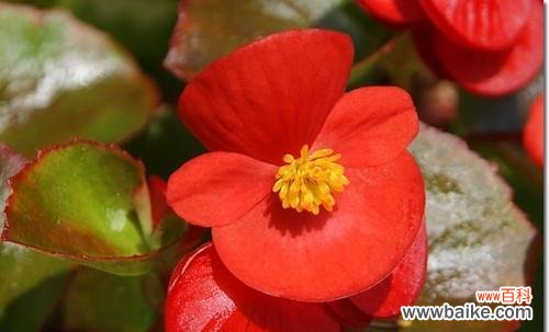 坚忍不拔 秋海棠花语-美丽的坚强