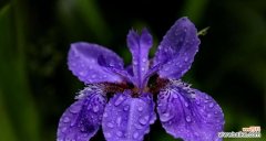 揭秘秋天花卉的花语 秋天花卉的花语及意义