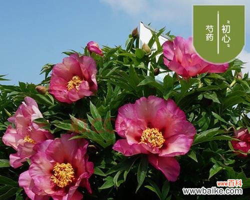 秋牡丹 秋牡丹的花语与代表含义——传递坚韧与希望的力量