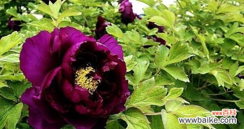 秋牡丹 秋牡丹的花语与代表含义——传递坚韧与希望的力量