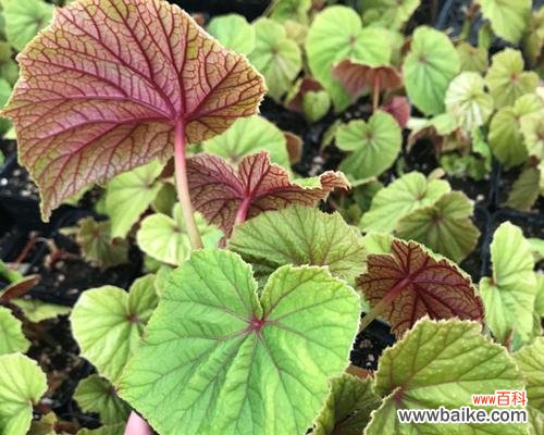 秋海棠叶的花语及其背后的意义 秋海棠叶的寓意与象征