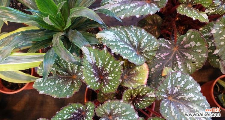 秋海棠叶的五种象征意义 秋海棠叶的寓意与象征意义