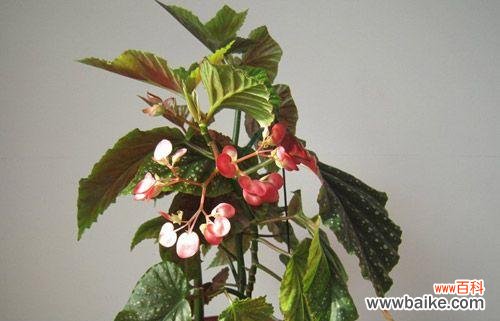 秋海棠叶的五种象征意义 秋海棠叶的寓意与象征意义