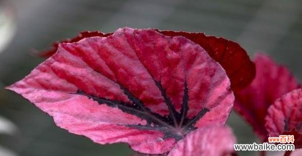 秋海棠叶的五种象征意义 秋海棠叶的寓意与象征意义