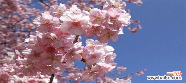 探寻樱花之美与情感的奥秘 樱花的花语与文化意义