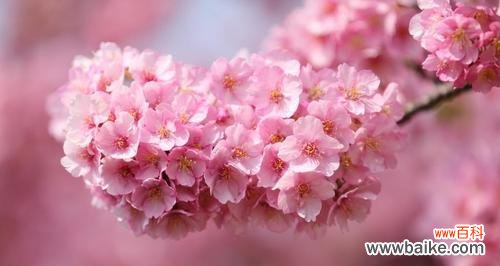 日本樱花的浪漫传承与文化价值 樱花之美