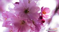 日本樱花的浪漫传承与文化价值 樱花之美